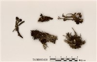 藏品(菊花石蕊)的圖片